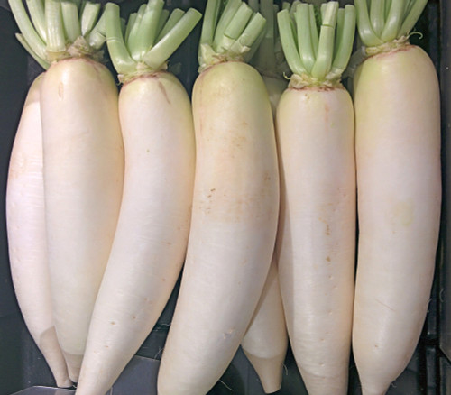 China White Winter Radish Seeds China White Winter Radish Seeds
