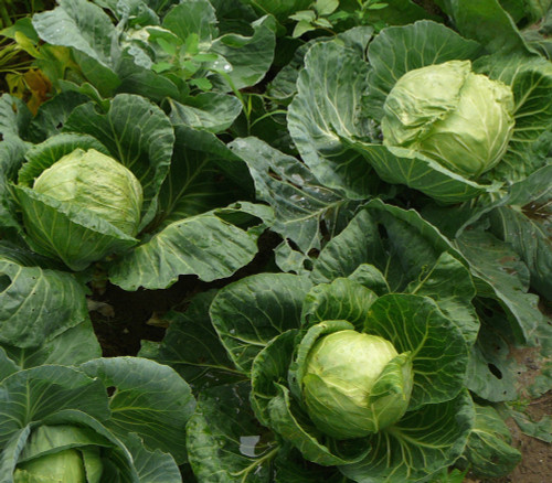 Green Express Cabbage Seeds Green Express Cabbage Seeds