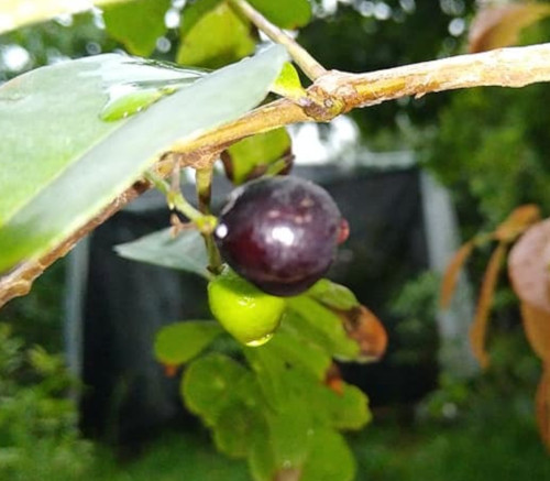 Eugenia aff florida - Regalito Seeds Eugenia aff florida - Regalito Seeds