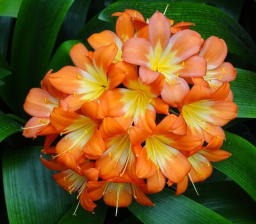 Clivia miniata - Bush Lily Seeds
