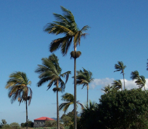 Dictyosperma album - Princess Palm Seeds