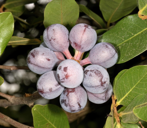 Artabotrys brachypetalus - Purple Hook Berry Seeds