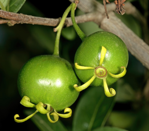 Vangueria lasiantha - Natal Medlar Seeds