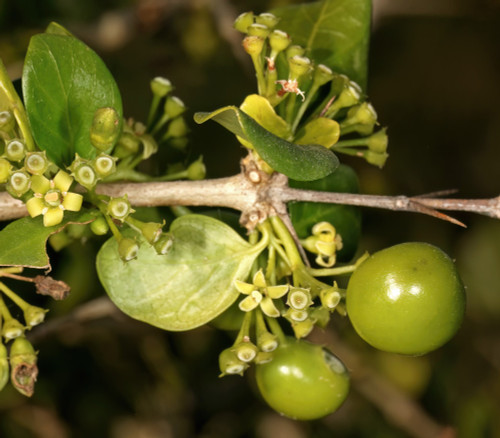 Canthium spinosum - Thorny Turkey Berry Seeds