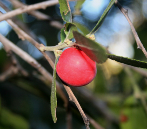 Mystroxylon aethiopicum - Koobooberry Seeds