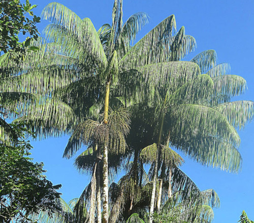 Euterpe precatoria variegata - Variegated Acai Palm Seeds