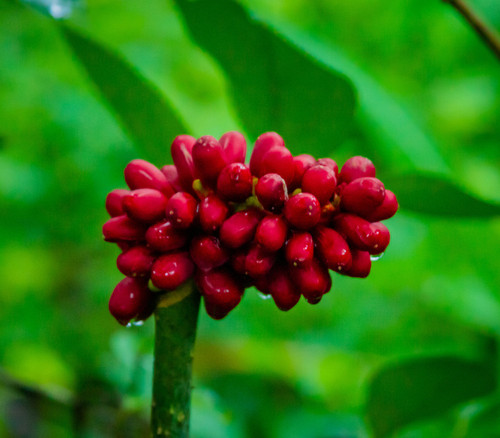 Dioscoreophyllum cumminsii - Serendipity Berry Seeds