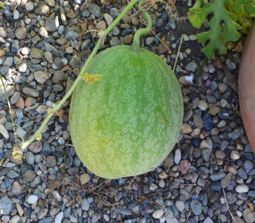 Melothria sphaerocarpa - Egusi Watermelon Seeds