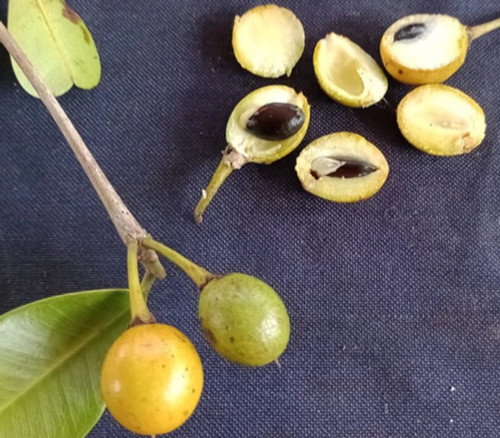 Manilkara decrescens - Manilkara decrescens Seeds
