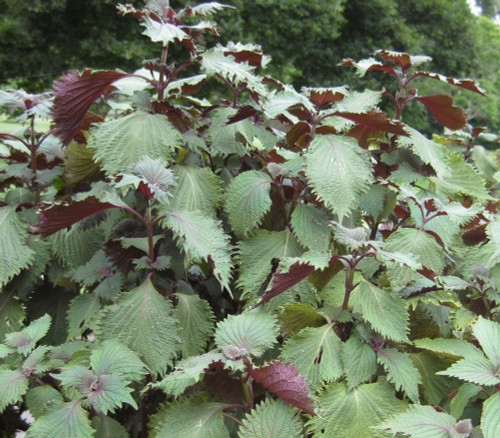 Perilla frutescens - Shiso, Korean Seeds Perilla frutescens - Shiso, Korean Seeds