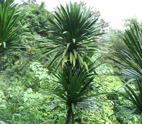 Dracaena cochinchinensis - Thai Dragon Tree Seeds