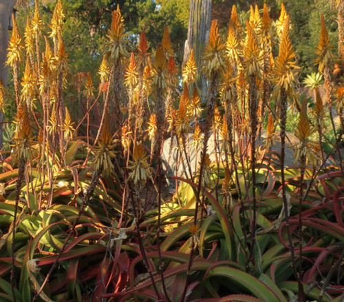 Aloe vanbalenii - Cinammon Aloe Seeds