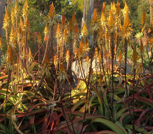 Aloe vanbalenii - Cinammon Aloe Seeds