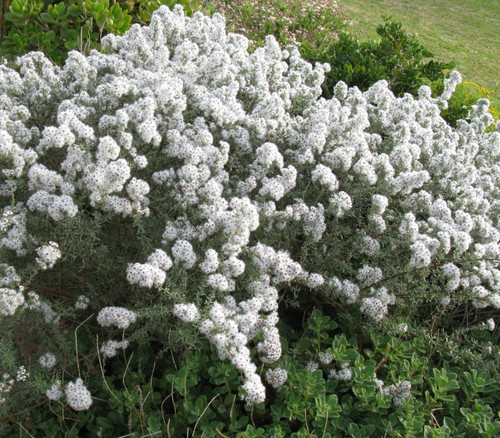 Eriocephalus africanus - South African Wild Rosemary Seeds