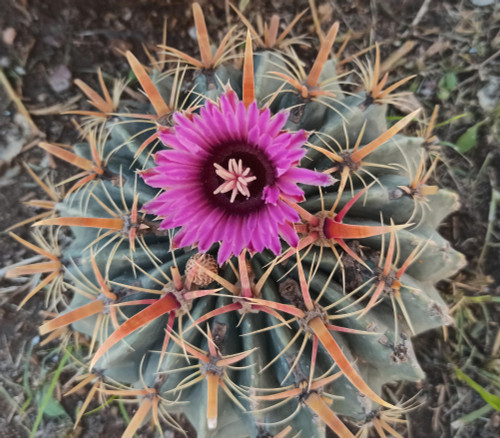 Ferocactus latispinus - Devil's Tongue Cactus Seeds