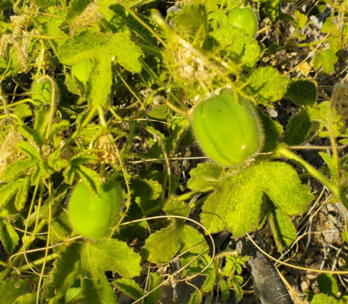 Passiflora palmeri - Desert Passion Fruit Seeds Passiflora palmeri - Desert Passion Fruit Seeds