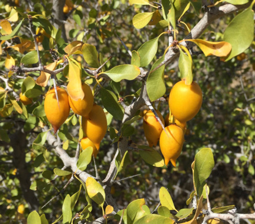 Ziziphus parryi - Desert Jujube Seeds Ziziphus parryi - Desert Jujube Seeds