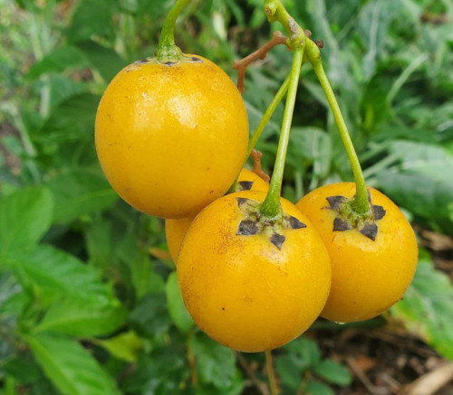 Solanum diploconos - Guava Tamarillo Seeds Solanum diploconos - Guava Tamarillo Seeds