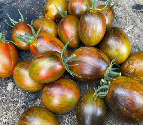 Multi-color, Bi-color and Striped Tomato Seeds