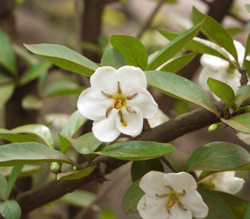 Tamilnadia uliginosa - Divine Jasmine Seeds Tamilnadia uliginosa - Divine Jasmine Seeds