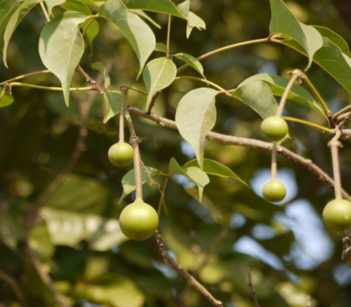 Crateva adansonii subsp. odora - Garlic Pear Tree Seeds Crateva adansonii subsp. odora - Garlic Pear Tree Seeds
