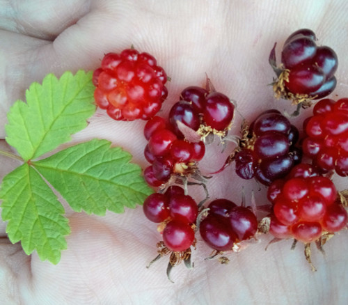 Rubus arcticus - Arctic Raspberry Seeds