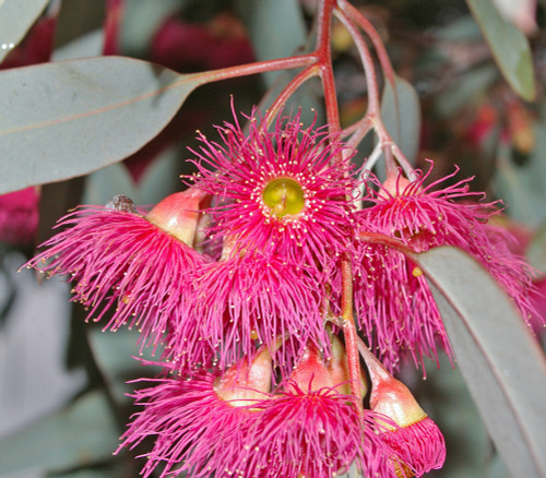 Eucalyptus sideroxylon - Red Ironbark Seeds Eucalyptus sideroxylon - Red Ironbark Seeds