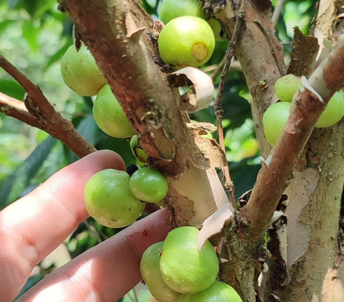Plinia sp. - Corrientes Jaboticaba - Seeds