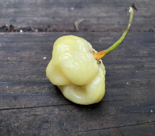 Moruga White Pepper Seeds