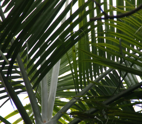Dypsis cabadae - Blue Cane Palm Seeds