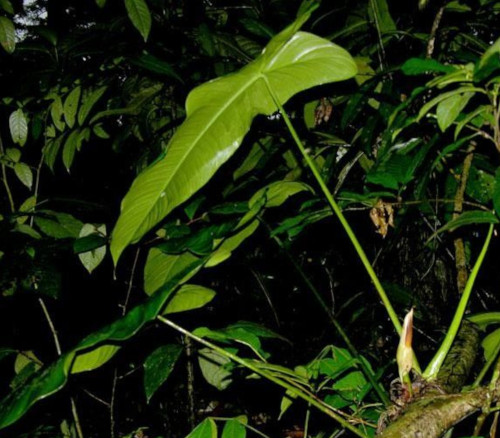 Philodendron tenue - Philodendron Seeds