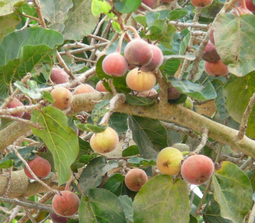 Ficus sycomorus - Mulberry Fig Seeds
