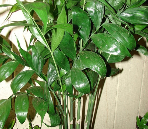 Chamaedorea seifrizii - Bamboo Palm Seeds