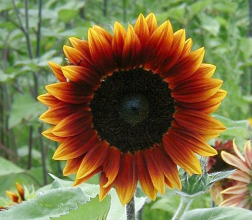 Helianthus annuus - Earthwalker Sunflower Seeds Helianthus annuus - Earthwalker Sunflower Seeds