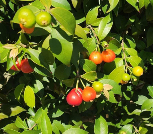 Eugenia subterminalis - Cambui Pitanga Seeds