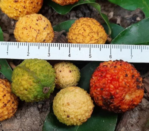 Eugenia neoverucosa - Eugenia neoverucosa Seeds