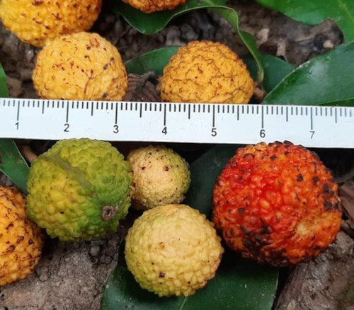 Eugenia neoverucosa - Eugenia neoverucosa Seeds