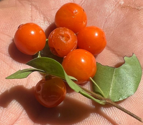 Eugenia hirta - Cinnamon Leaf Tree Seeds