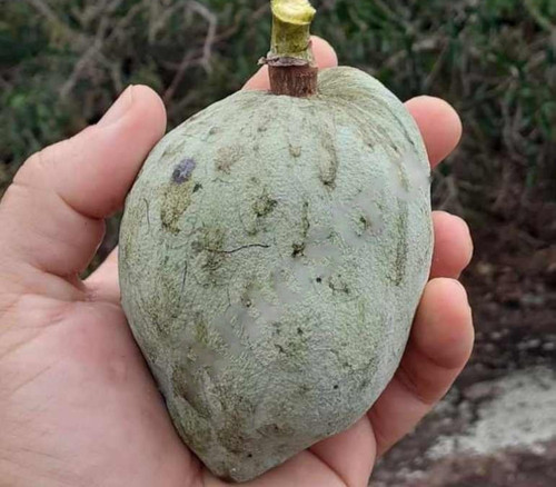 Annona vepretorum - Pinha da Caatinga Seeds
