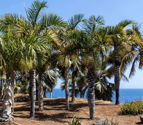 Hyophorbe verschaffeltii - Spindle Palm Seeds
