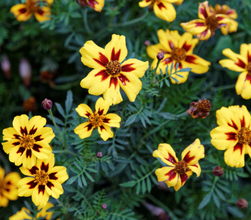 Tagetes patula - Dainty Marietta French Marigold Seeds