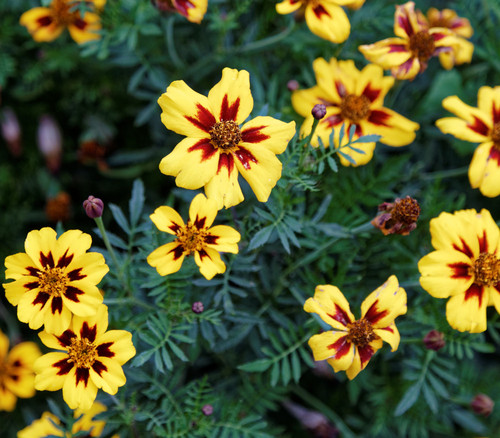 Tagetes patula - Dainty Marietta French Marigold Seeds