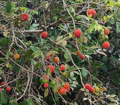 Myrciaria pilosa - Cambuca do Sertao - Seeds