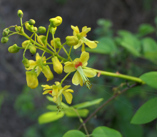 Caesalpinia crista - Gray Nicker Seeds