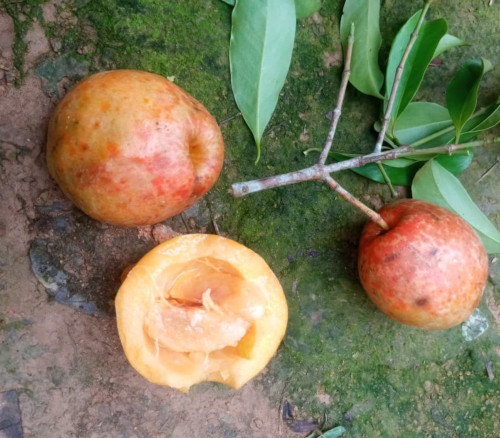 Garcinia succifolia - Indian Garcinia Seeds