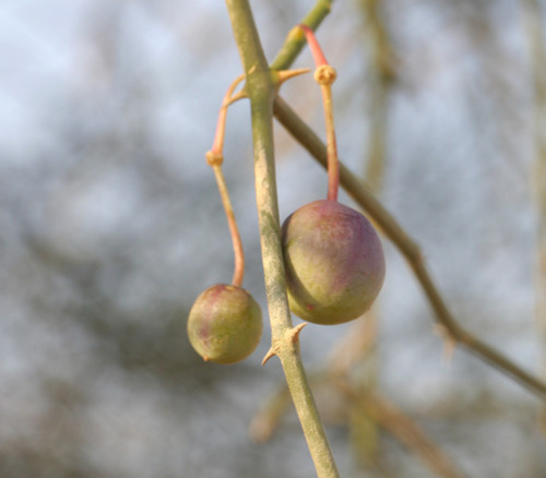 Capparis decidua - Bare Caper Seeds