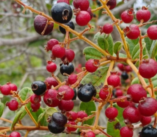 Myrcia aff guianensis - Myrcia pallens Seeds