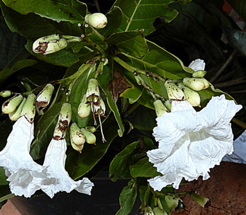 Cordia taguahyensis - Brazilian Milk Fruit Seeds Cordia taguahyensis - Brazilian Milk Fruit Seeds