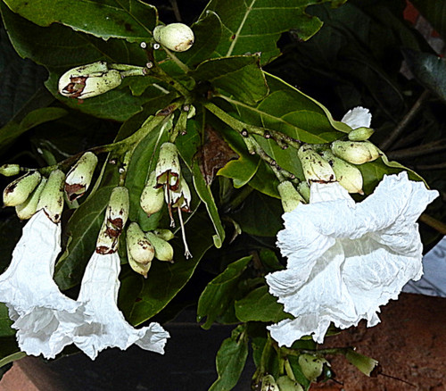 Cordia taguahyensis - Brazilian Milk Fruit Seeds
