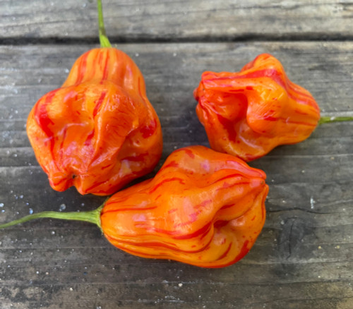 Tangerine Tiger Pepper Seeds